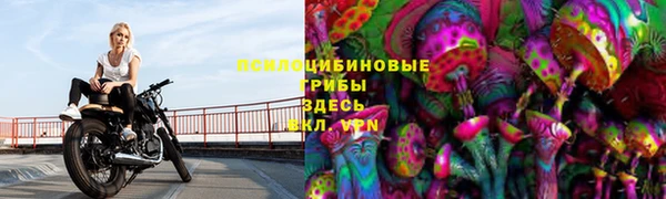 прущие грибы Надым