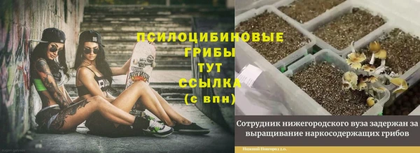 прущие грибы Надым
